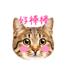 【台湾版】気持ちを伝える♡キジトラ猫！（個別スタンプ：20）