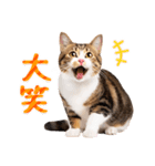 気持ちを伝える♡キジトラ猫！(台湾版)（個別スタンプ：21）