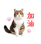 【台湾版】気持ちを伝える♡キジトラ猫！（個別スタンプ：25）