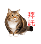 【台湾版】気持ちを伝える♡キジトラ猫！（個別スタンプ：26）