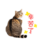 気持ちを伝える♡キジトラ猫！(台湾版)（個別スタンプ：27）