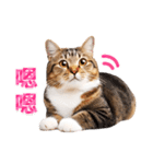 気持ちを伝える♡キジトラ猫！(台湾版)（個別スタンプ：29）