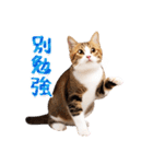 【台湾版】気持ちを伝える♡キジトラ猫！（個別スタンプ：31）