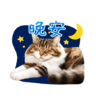 【台湾版】気持ちを伝える♡キジトラ猫！（個別スタンプ：32）