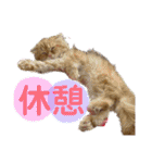 いぶりお（個別スタンプ：33）