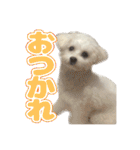 Iちゃんのかわいすぎすたんぷ！（個別スタンプ：24）
