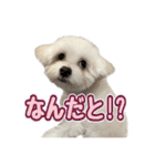 Iちゃんのかわいすぎすたんぷ！（個別スタンプ：25）