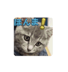 こまwithスタンプ2（個別スタンプ：7）
