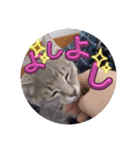 こまwithスタンプ2（個別スタンプ：8）