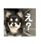 家の子達！！（個別スタンプ：1）