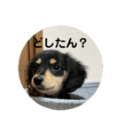 家の子達！！（個別スタンプ：13）