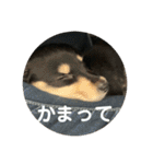 家の子達！！（個別スタンプ：14）