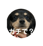 家の子達！！（個別スタンプ：15）