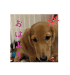 家の子達！！（個別スタンプ：20）