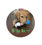家の子達！！（個別スタンプ：22）