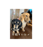 家の子達！！（個別スタンプ：31）