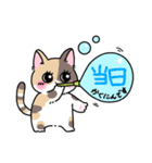 予約・連絡で使いやすい！あおいと猫達（個別スタンプ：6）