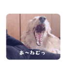 ピーターくんの非日常（個別スタンプ：1）