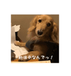 ピーターくんの非日常（個別スタンプ：5）