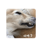 ピーターくんの非日常（個別スタンプ：6）
