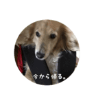 ピーターくんの非日常（個別スタンプ：8）