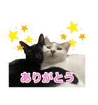 にゃんぴーす卒猫（team torapopo 1）（個別スタンプ：2）