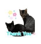 にゃんぴーす卒猫（team torapopo 1）（個別スタンプ：3）
