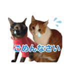にゃんぴーす卒猫（team torapopo 1）（個別スタンプ：4）