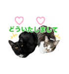 にゃんぴーす卒猫（team torapopo 1）（個別スタンプ：5）