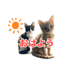 にゃんぴーす卒猫（team torapopo 1）（個別スタンプ：6）