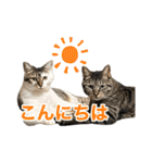 にゃんぴーす卒猫（team torapopo 1）（個別スタンプ：7）