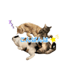 にゃんぴーす卒猫（team torapopo 1）（個別スタンプ：8）