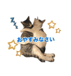 にゃんぴーす卒猫（team torapopo 1）（個別スタンプ：9）