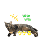 にゃんぴーす卒猫（team torapopo 1）（個別スタンプ：10）