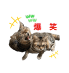 にゃんぴーす卒猫（team torapopo 1）（個別スタンプ：11）