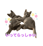 にゃんぴーす卒猫（team torapopo 1）（個別スタンプ：12）