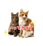 にゃんぴーす卒猫（team torapopo 1）（個別スタンプ：13）