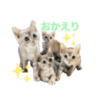 にゃんぴーす卒猫（team torapopo 1）（個別スタンプ：14）