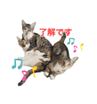 にゃんぴーす卒猫（team torapopo 1）（個別スタンプ：15）