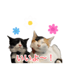にゃんぴーす卒猫（team torapopo 1）（個別スタンプ：16）