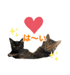 にゃんぴーす卒猫（team torapopo 1）（個別スタンプ：17）