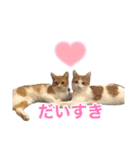 にゃんぴーす卒猫（team torapopo 1）（個別スタンプ：18）