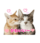 にゃんぴーす卒猫（team torapopo 1）（個別スタンプ：19）