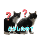 にゃんぴーす卒猫（team torapopo 1）（個別スタンプ：20）