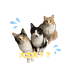 にゃんぴーす卒猫（team torapopo 1）（個別スタンプ：21）
