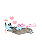 にゃんぴーす卒猫（team torapopo 1）（個別スタンプ：22）