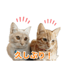 にゃんぴーす卒猫（team torapopo 1）（個別スタンプ：23）