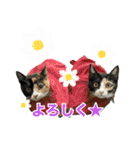にゃんぴーす卒猫（team torapopo 1）（個別スタンプ：24）
