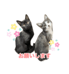 にゃんぴーす卒猫（team torapopo 1）（個別スタンプ：25）