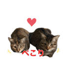 にゃんぴーす卒猫（team torapopo 1）（個別スタンプ：26）